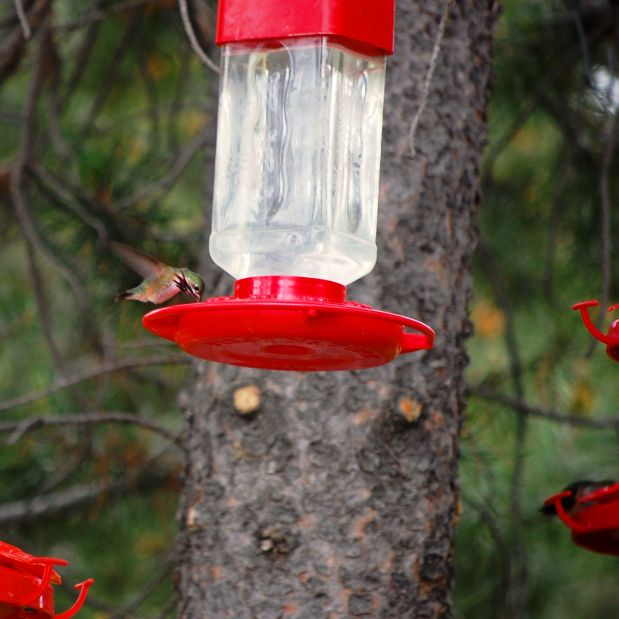 Birds